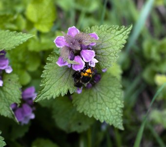 Рабочее время