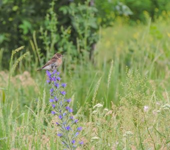 Птичка–невеличка