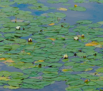 Кувшинки–цветы, в которые невозможно не влюбиться!