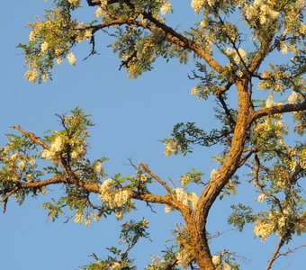 Белая акация в цвету