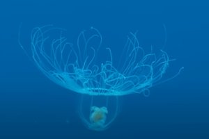 В чем секрет бессмертной медузы?
