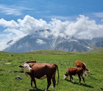 Альпийские луга