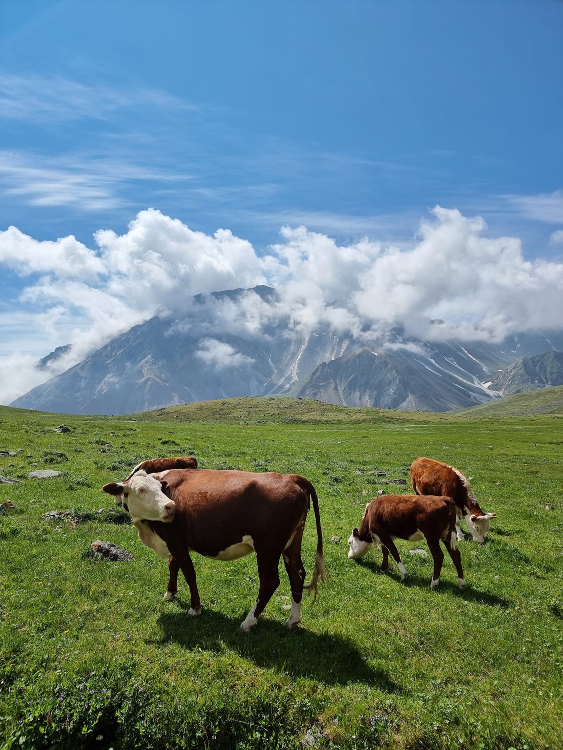 Альпийские луга