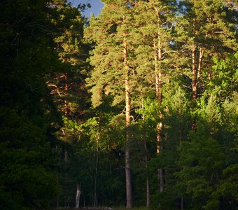Перед грозой