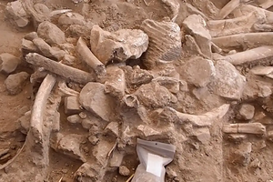 В Нью-Мексико обнаружили мамонтов, убитых древними людьми. Почему это важно?