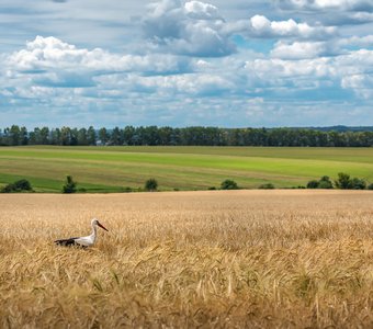 В пшеничном поле