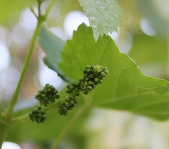 Южноуральский виноград