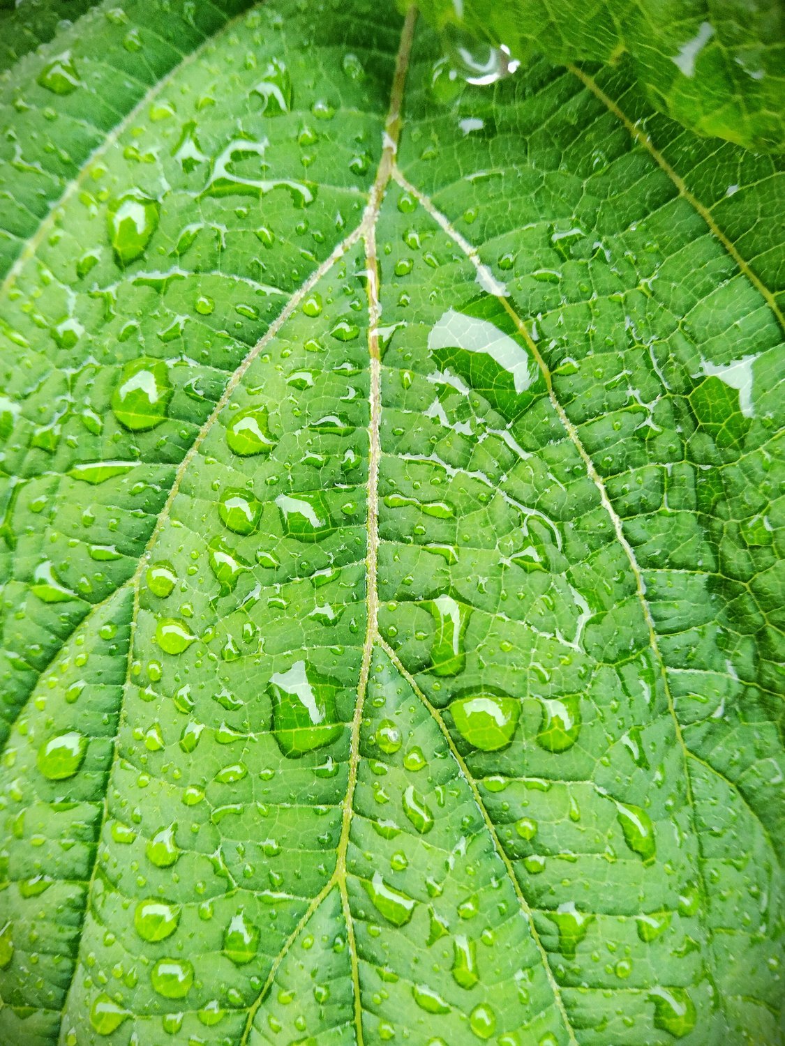 Капли дождя на зелёном листке