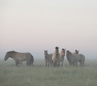 Шесть диких коней в тумане