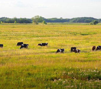 Летний день