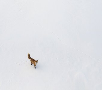 Любопытная лиса