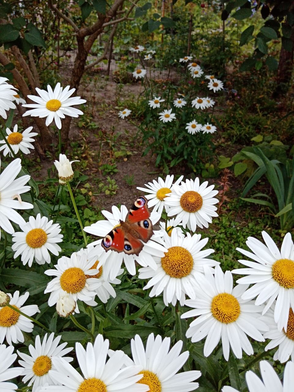 Бабочка на прогулке