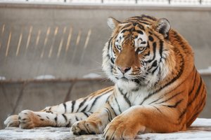 Что ждёт нас на втором «тигрином» форуме во Владивостоке?