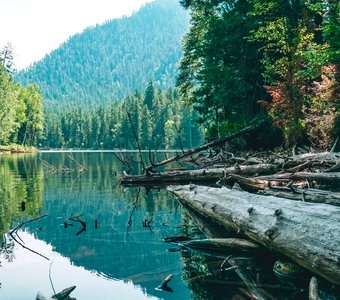 Поваленные деревья на берегу теплого озера возле Байкала