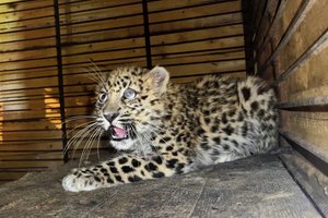 В Приморье спасли потерявшегося котенка леопарда
