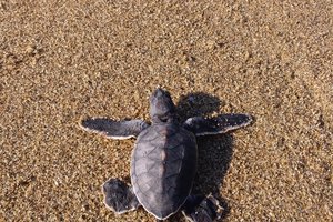 Все детеныши морских черепах во Флориде – самки. Экологи предупреждали