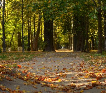 Осеняя аллея в парке Шлисельбурга.