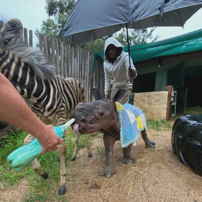 Фото: Care For Wild animal sanctuary