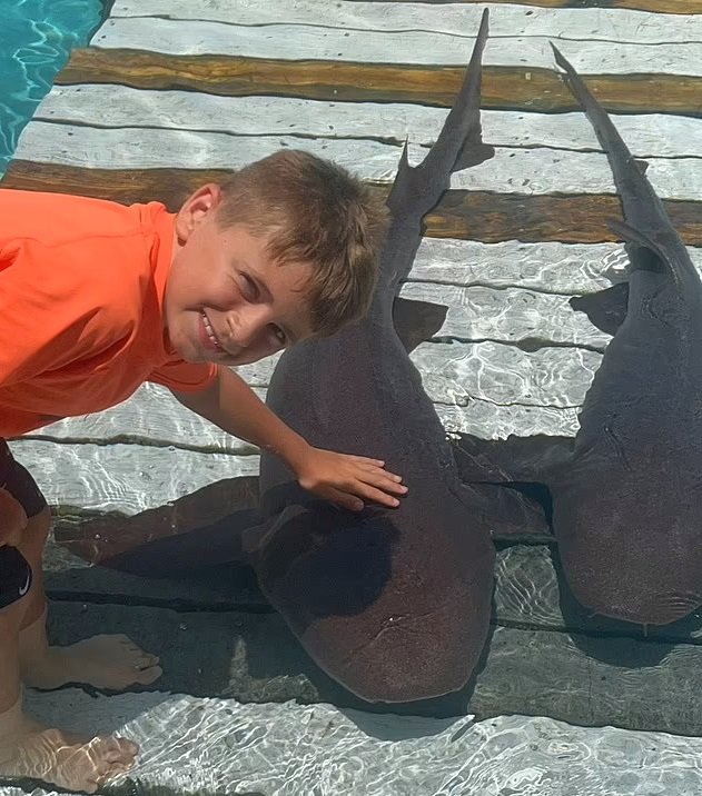 Три усатые акулы-няньки атаковали школьника на Багамах