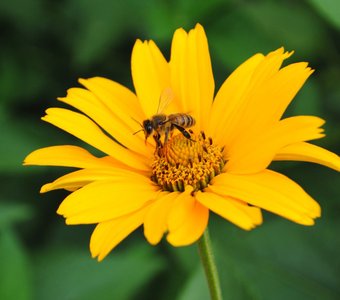 Мохнатая труженица