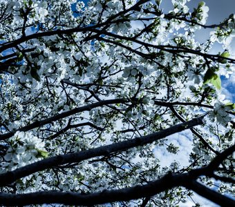 Небесная белизна