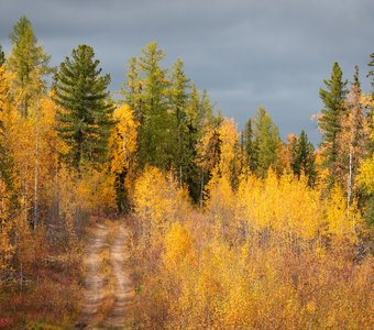 Дорога в осень