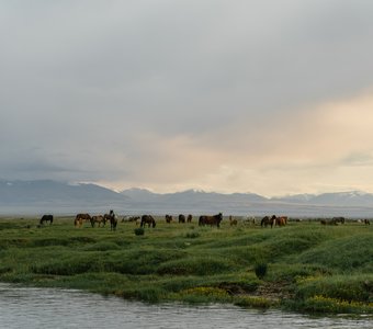 На пастбище