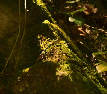 Хозяйка медной горы