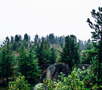 Первый снег