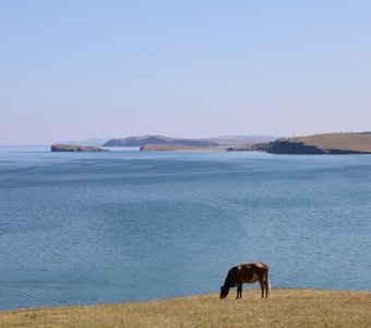 Одинокая коровка на лужайке с видом на оз. Байкал