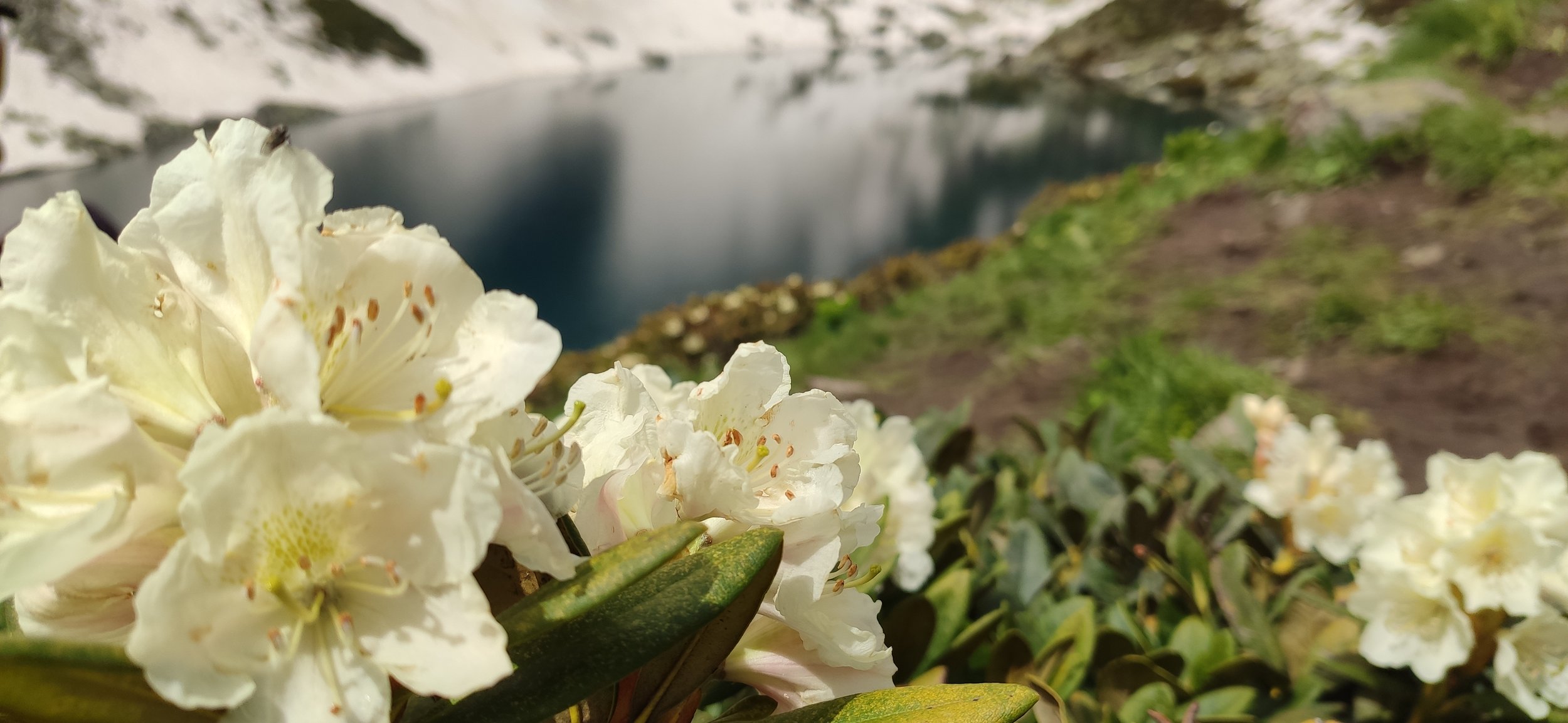 Рододендрон кавказский — Фото №1418433 — Russian Traveler