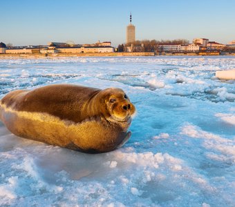 Городская гармония