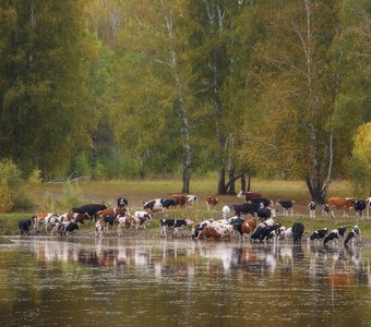 Пестрый водопой