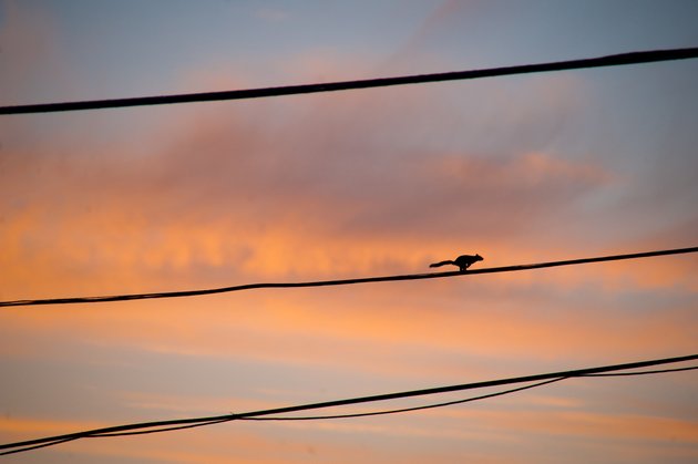 Фото: meggle / Flickr