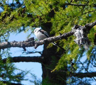 Байкальские птички.