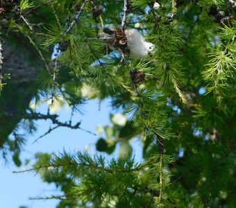 Лиственница-королева сибирских лесов Прибайкалья. Длиннохвостая синица Ополомник.