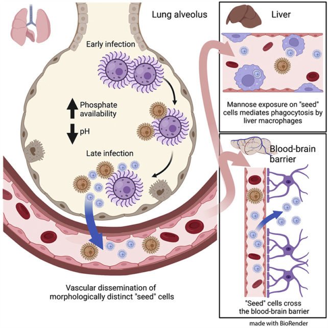 Фото: Cell Host & Microbe