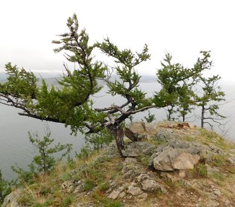 Лиственница-королева сибирских гор  Байкала.