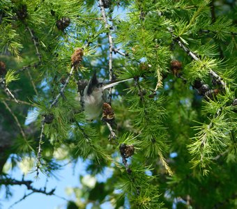 Веселое щебетание. Длиннохвостая синица Ополомник. Веселое щебетание длиннохвостая синица Ополомник.