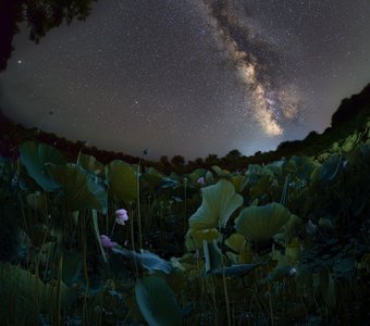 Каспийский лотос видит звездные сны