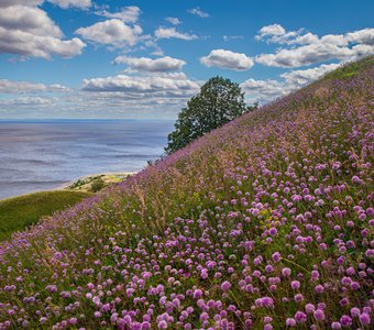 Дикий чеснок