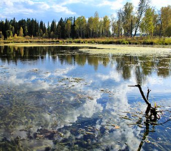 Там где водятся русалки