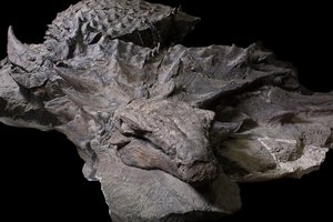 В Канаде нашли отлично сохранившуюся мумию динозавра