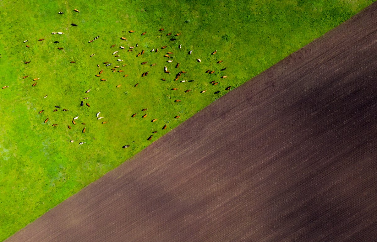 Далеко-далеко на лугу пасутся ко — Фото №1418854