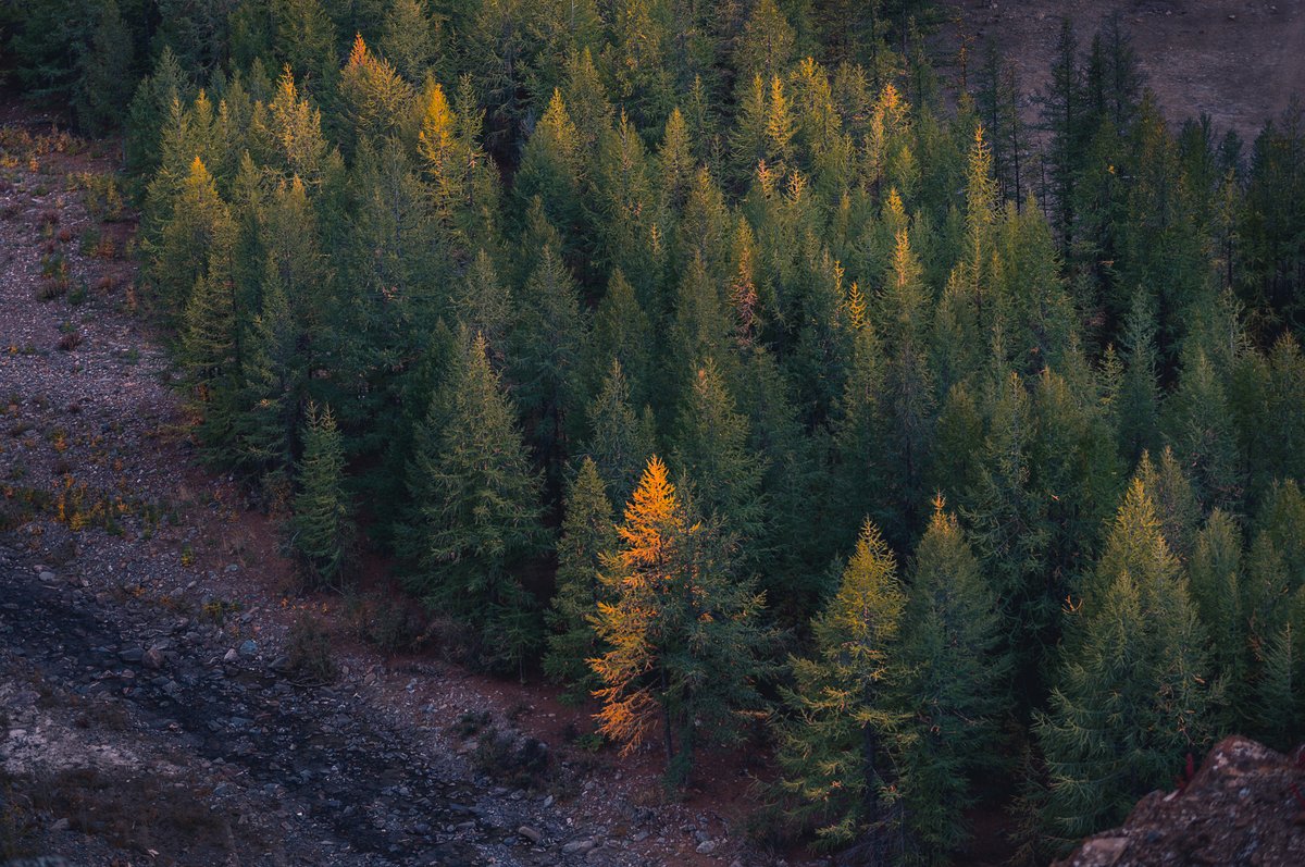 Предвестник осени — Фото №1419201