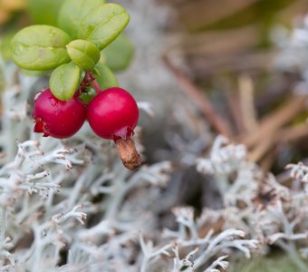 Карелия: интересное под ногами. Брусника в ягеле
