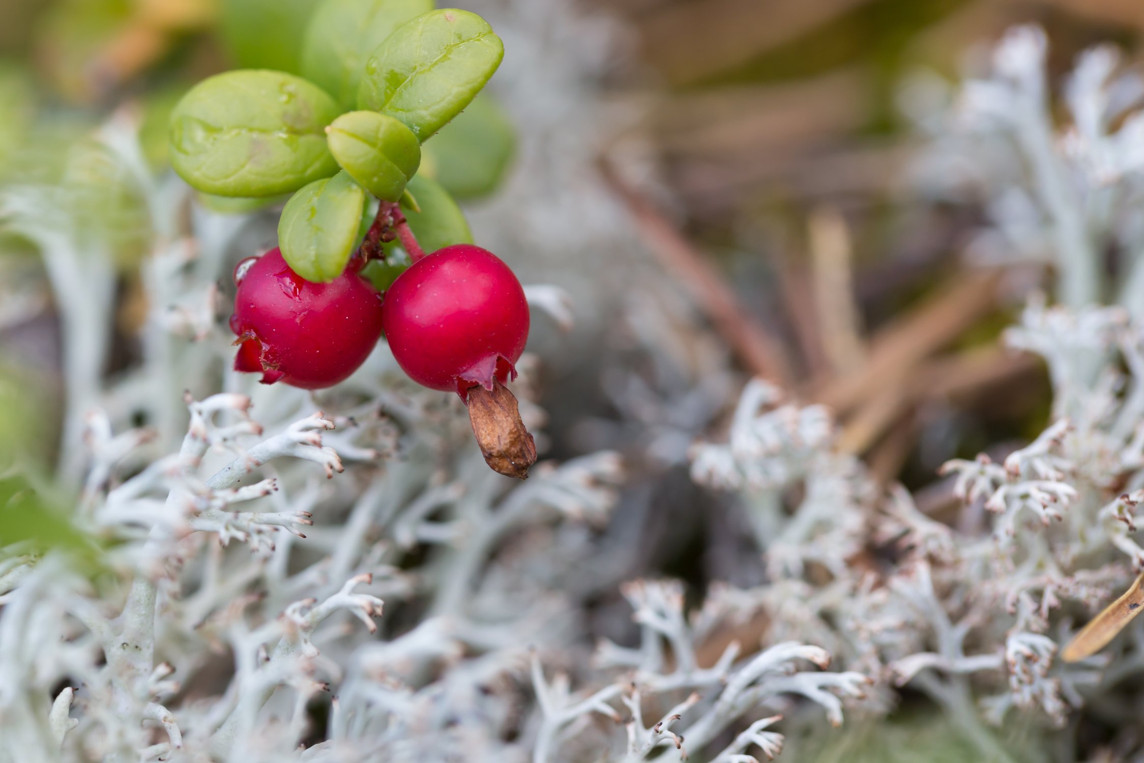 Карелия, интересное под ногами: брусника в ягеле