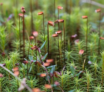 Карелия: интересное под ногами. Кукушкин лён (Политрихум)