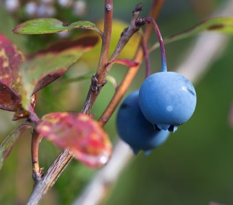 Карелия: самое интересное - под ногами. Голубика