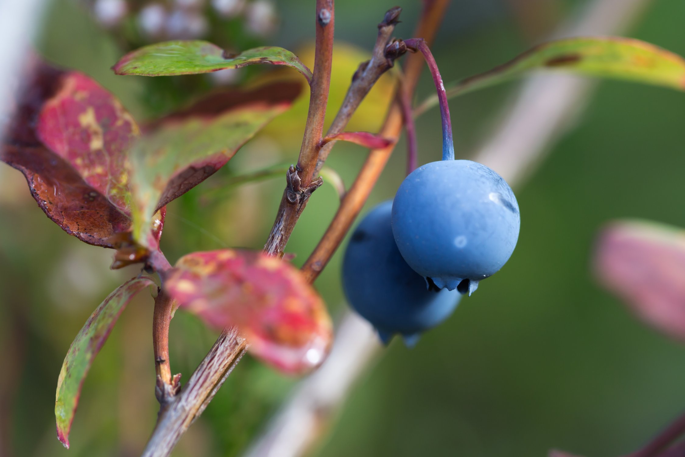 Карелия, интересное под ногами: голубика